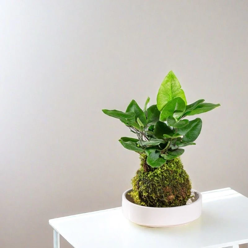 心愿蕨苔藓球小型心形叶片绿植新款创意绿植好养室内净化空气水培