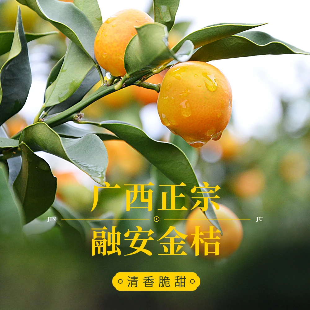 广西融安滑皮金桔皮薄多汁2-3斤装
