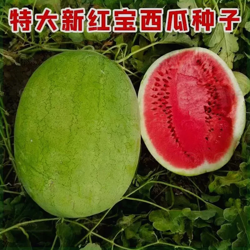 （全场满5元包邮）新红宝西瓜种籽绿皮水果种子孑蔬菜种子网红新鲜