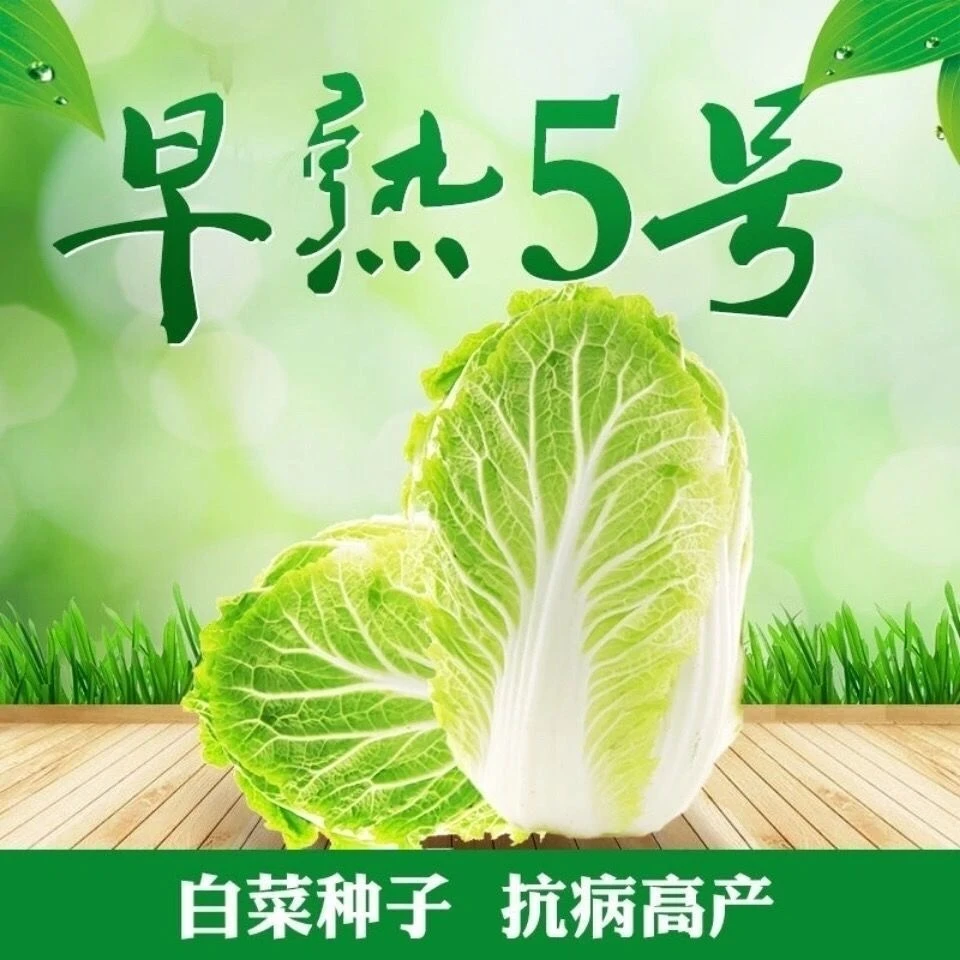 （全场满5元包邮）早熟五号白菜种子包心大白菜种籽菜园蔬菜子