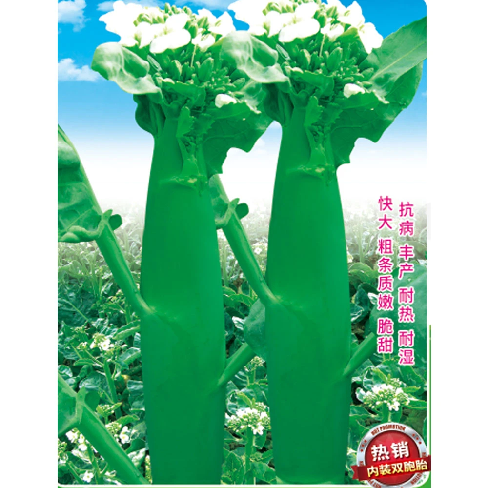 （全场满5元包邮）鸡腿芥兰种籽中粗芥蓝夏秋耐热高产蔬菜菜种籽