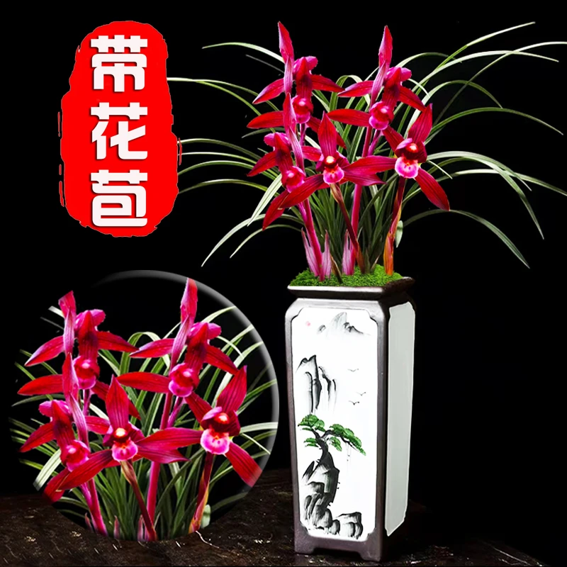 【兰花带花苞】春兰铭品醉美人浓香型名贵兰花盆栽室内稀有名贵兰花