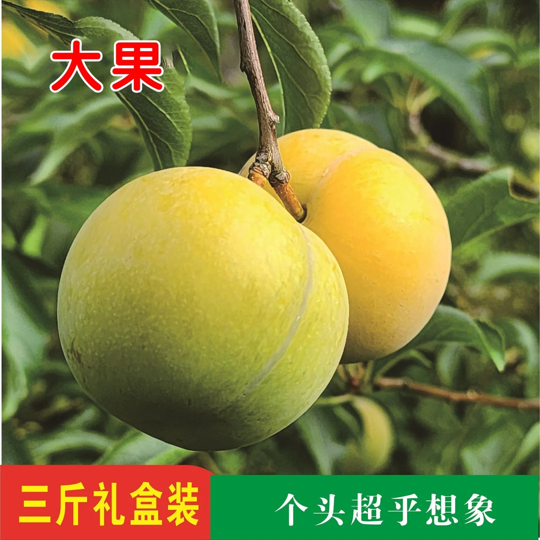 贵州天眼蜂糖李 大果  3斤装24枚（50mm-55mm） 送礼优选