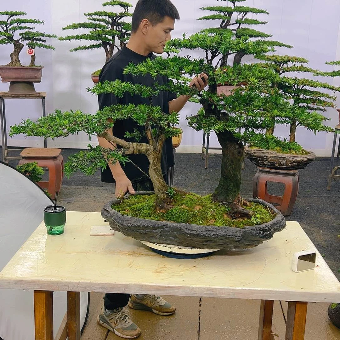 罗汉松罗汉松盆景