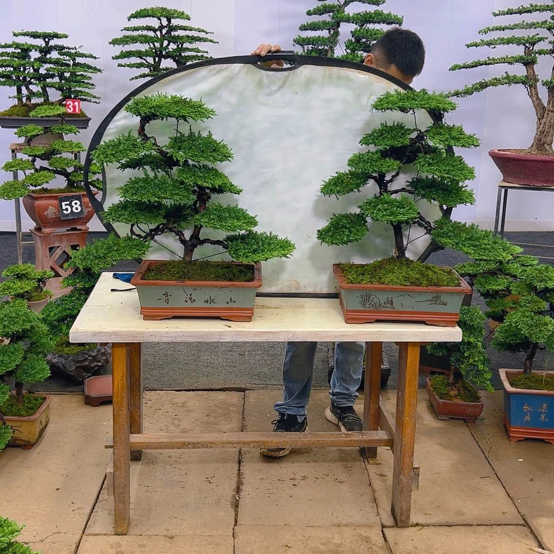 罗汉松罗汉松盆景