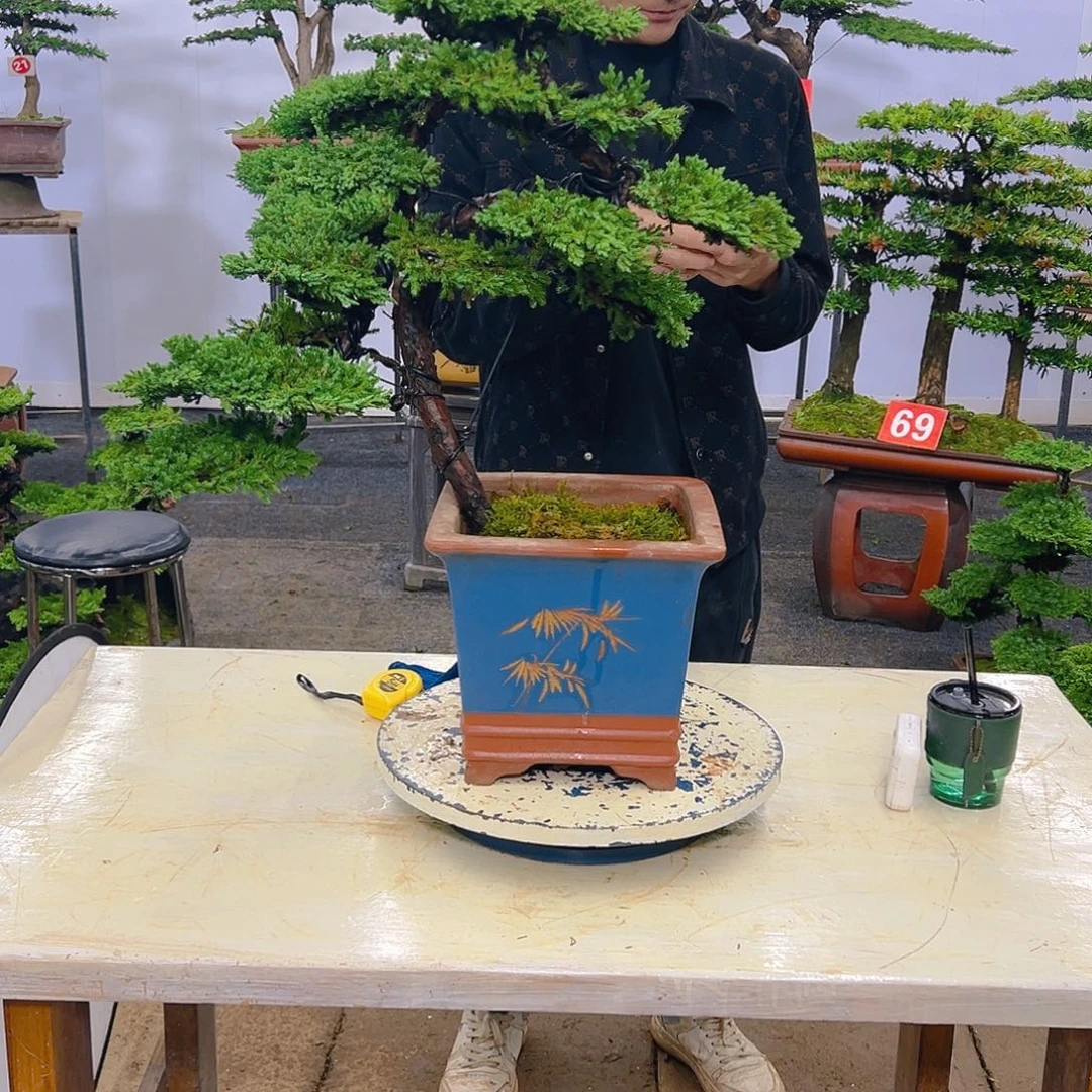 罗汉松盆景罗汉松盆景