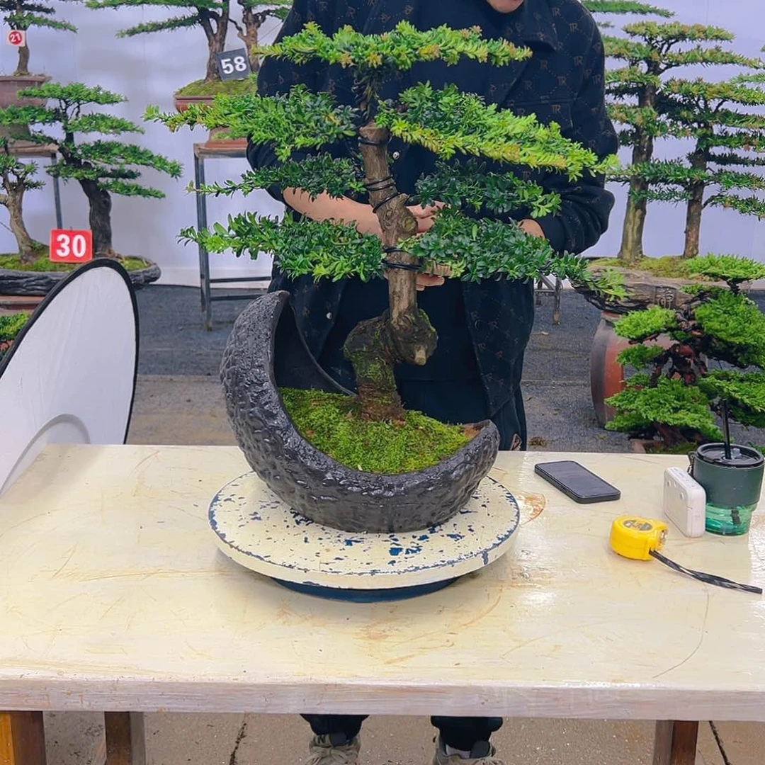 罗汉松罗汉松盆景