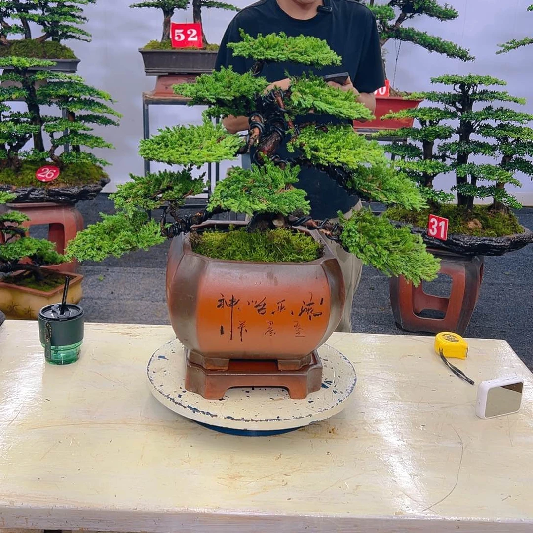 罗汉松盆景罗汉松盆景