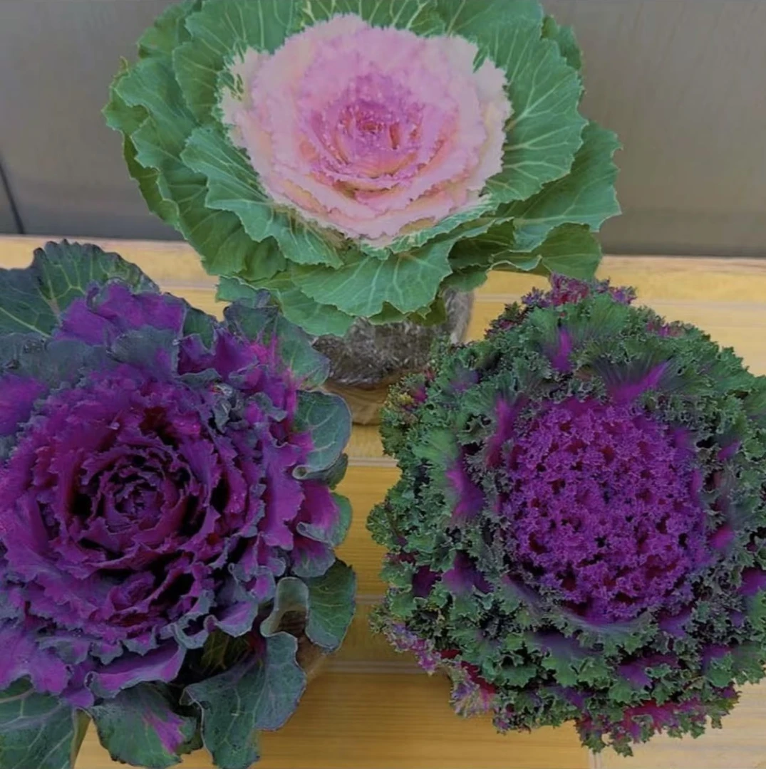 （拍一发三个不同品种）羽衣甘蓝花园庭院花卉彩色观叶植物冬季耐寒