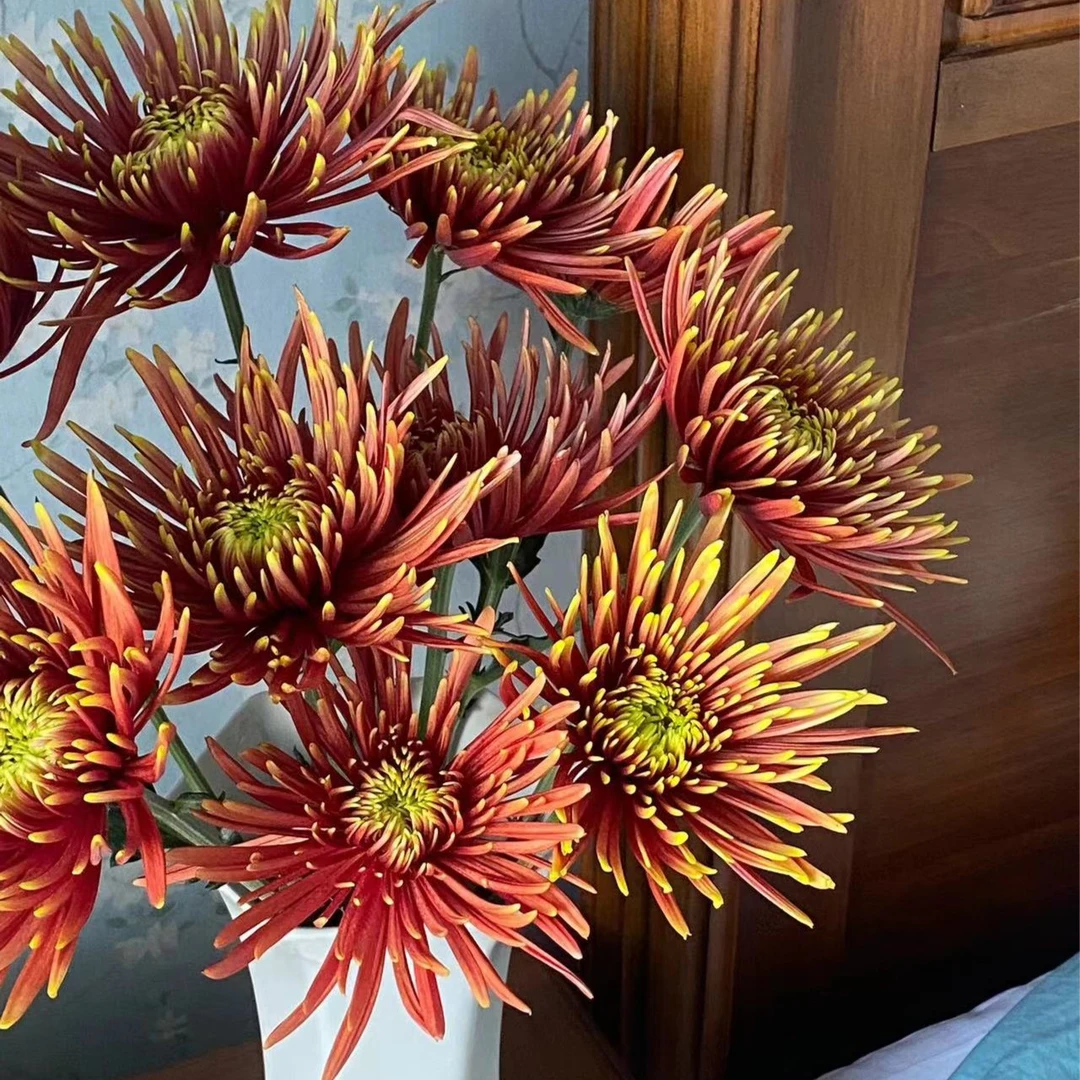 【思源花卉】烟花菊 菊花 鲜花 云南基地直发 拒收不售后