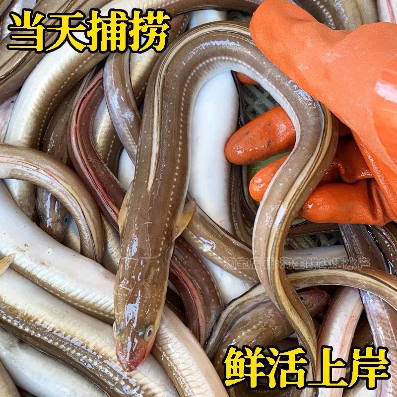 七星鳗鱼4斤20条左右 连云港发货