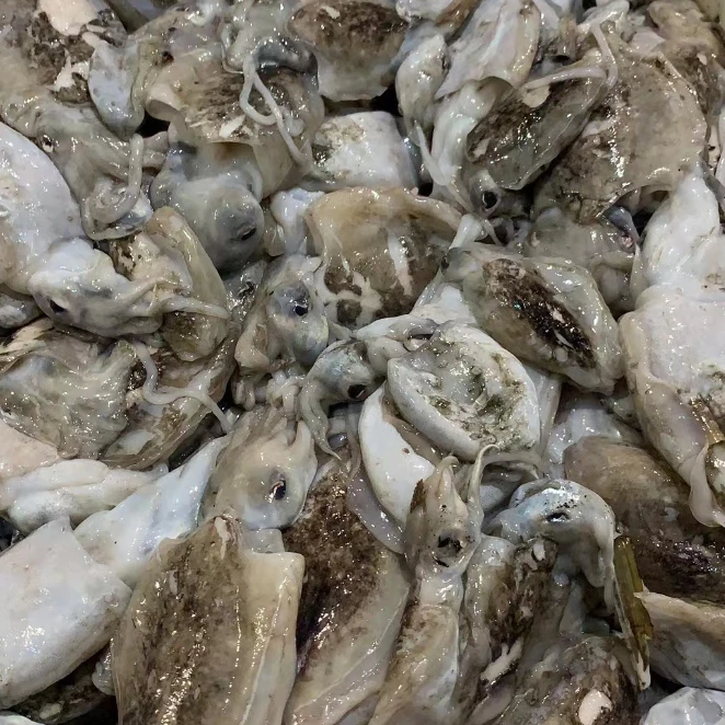 小墨鱼仔5斤 连云港发货