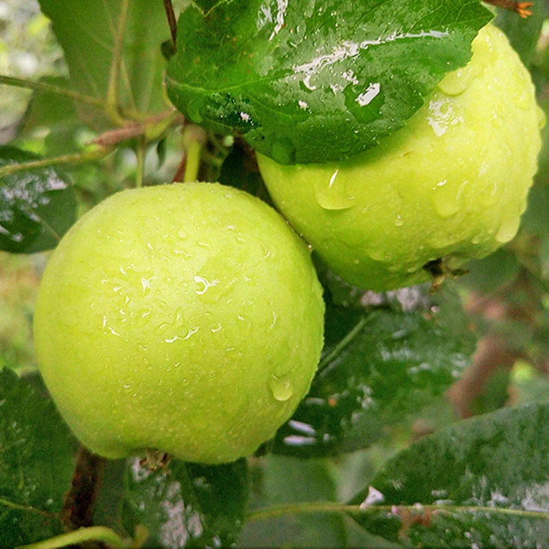 山西运城现摘青苹果健康孕妇水果酸甜爽口非王林苹果4.5斤JD-jin2