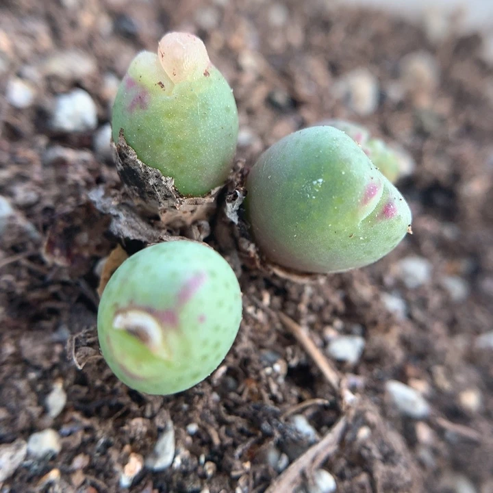 出嘟嘴了 肉锥植物