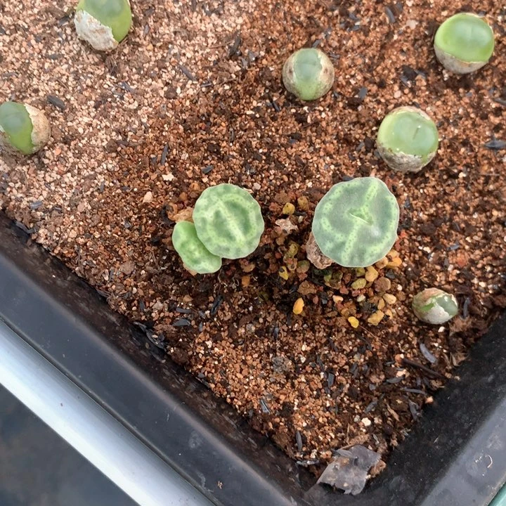 鱼**关专拍 专拍 肉锥植物