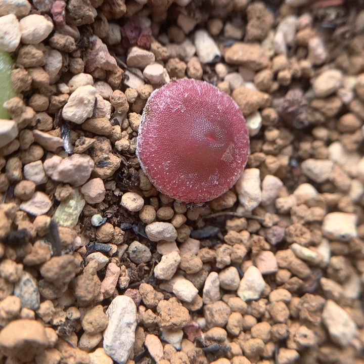 贴地飞哈默灯泡 肉锥植物