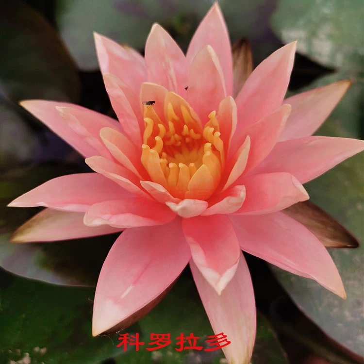 【科罗拉多】中小型 耐寒睡莲 橙黄色 水生花卉 包对版夏季栽培