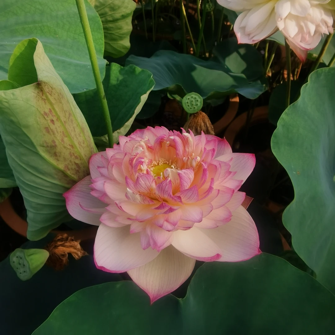 【新紫瑞】中大型碗莲种藕 庭院观赏盆栽高杆荷花 丰花 包对版