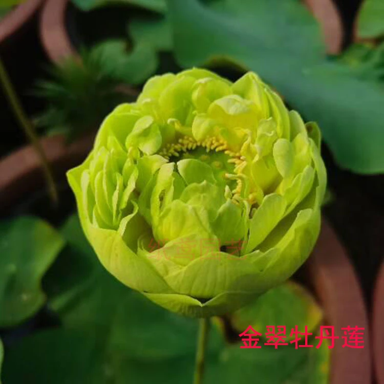 【金翠牡丹莲】中大型 碗莲种藕 绿色重瓣 观赏盆栽高杆荷花 包对版