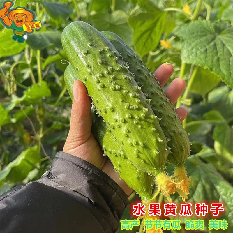 水果黄瓜种子小青瓜节节瓜小黄瓜旱黄瓜高产庭院阳台农田蔬菜种子