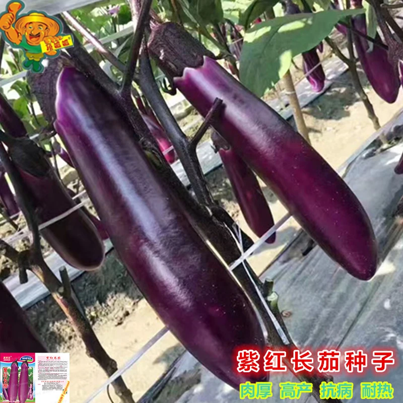 紫红长茄种子吊菜烧烤长茄子春夏秋播高产庭院阳台农田蔬菜种子籽