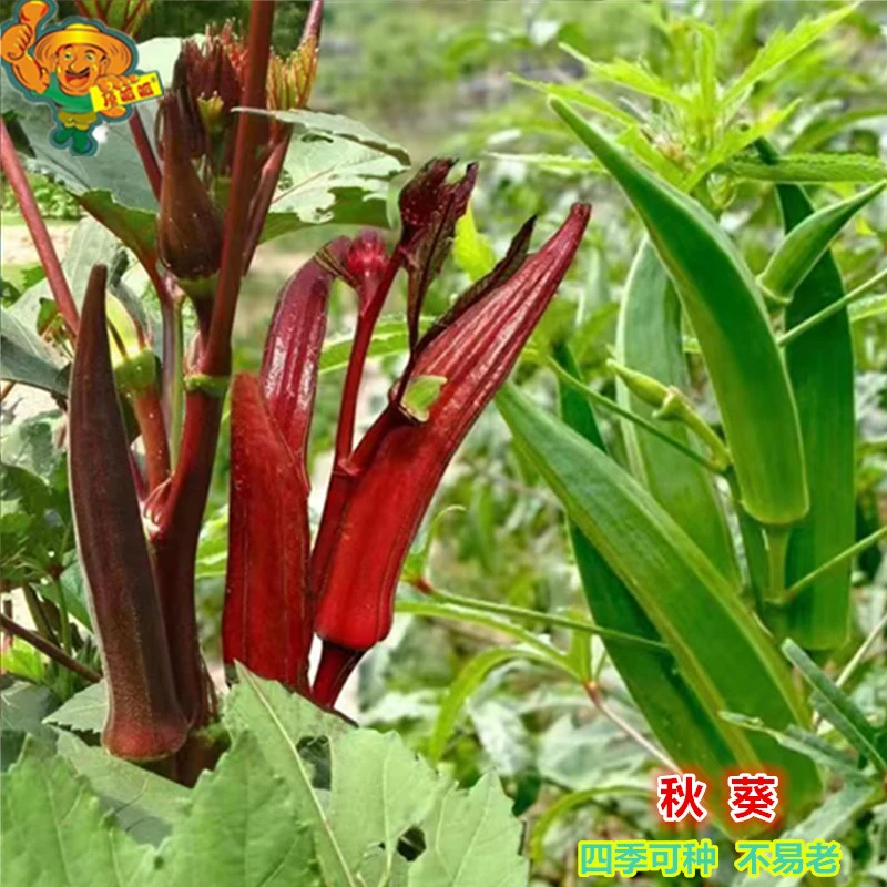 黄秋葵红秋葵种子绿青秋葵金秋葵绿果卡阳台庭院盆农田栽蔬菜种子