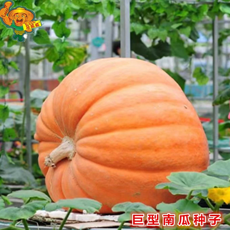 巨型南瓜种子超级大南瓜种籽观赏食用春季庭院阳台农田蔬菜种子籽