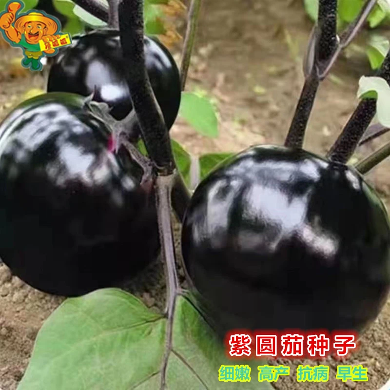 紫圆茄子种子黑圆茄子矮瓜春夏秋播种高产庭院阳台农田蔬菜种子籽