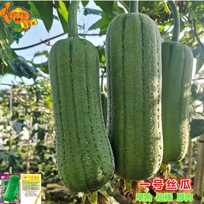 一号丝瓜种子肉丝瓜水瓜短棒肉瓜春播高产庭院阳台农田蔬菜种子籽