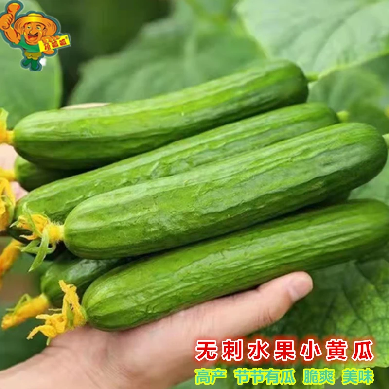 无刺水果小黄瓜种子荷兰黄瓜鲜食水果青瓜庭院阳台农田蔬菜种子