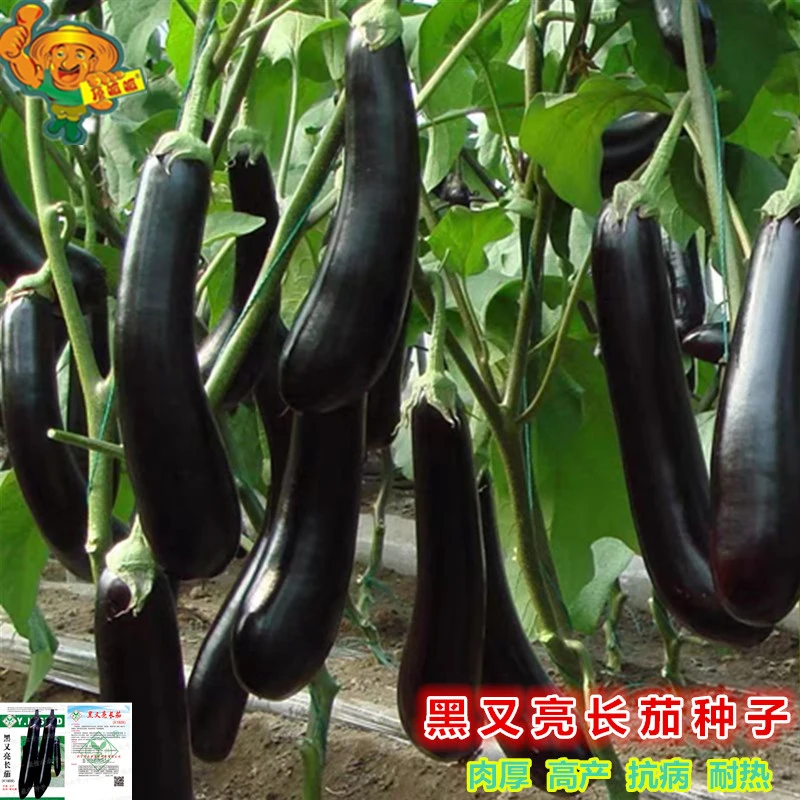 黑又亮长茄种子吊菜烧烤黑茄子春夏秋播高产庭院阳台农田蔬菜种籽