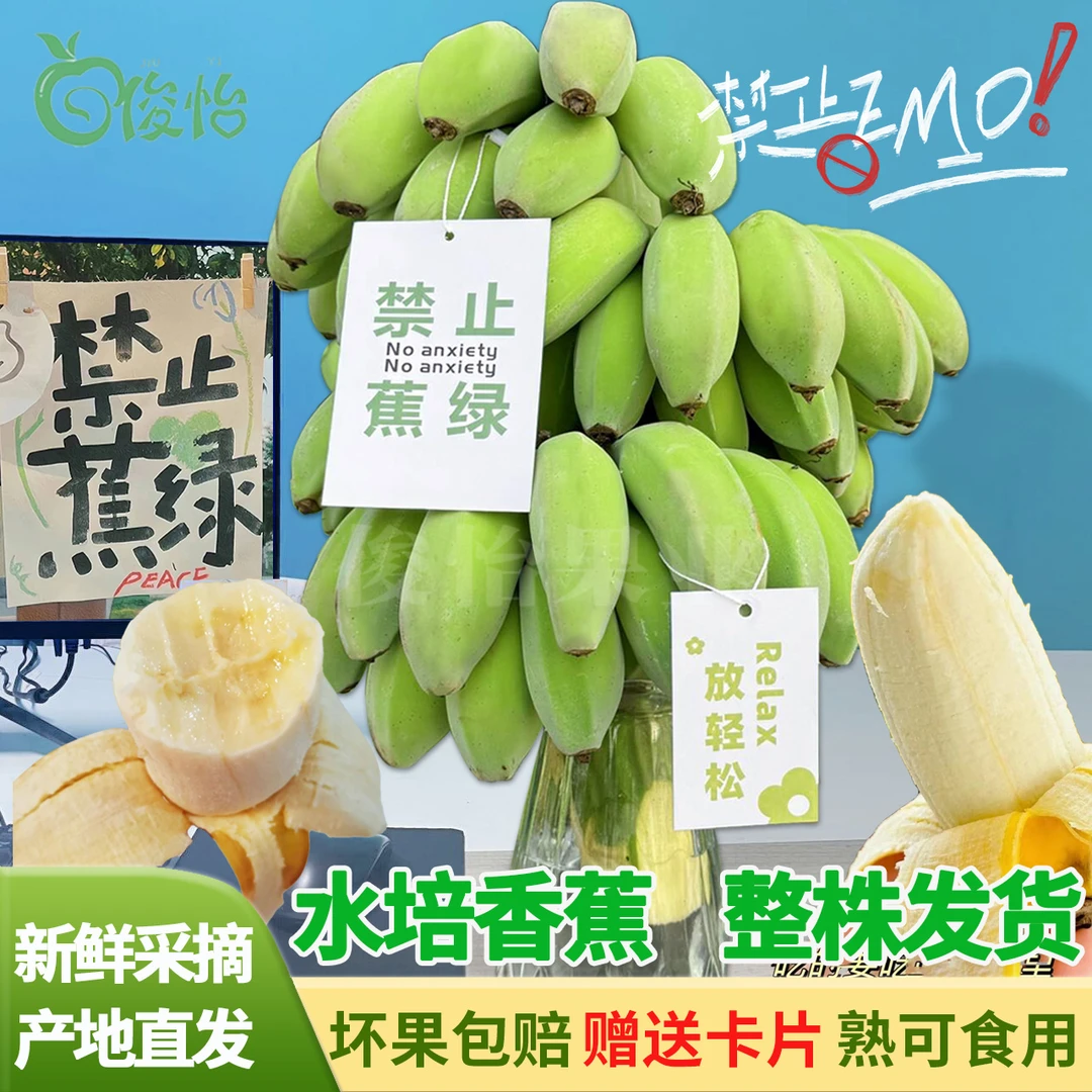 【整串发货】水培苹果香蕉禁止蕉绿办公室绿植盆栽拒绝焦虑芭蕉俊怡