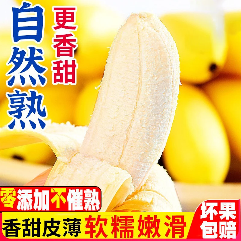正宗小米蕉批发整箱10斤非香蕉新鲜广西小米蕉西贡蕉粉蕉应季水果
