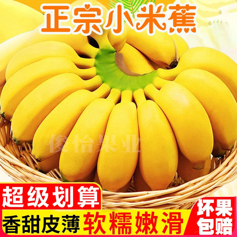 正宗广西小米蕉非苹果蕉西贡蕉甜糯香蕉当季新鲜水果批发2/5/9斤