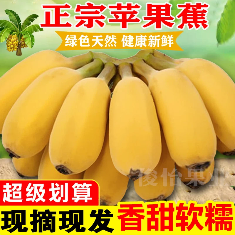 广西苹果蕉正宗超甜苹果粉蕉批发非芭蕉西贡香蕉2-10斤当季鲜水果