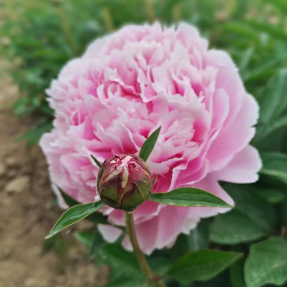 【芍药】沙拉伯恩哈特  先发肥料   秋天发苗