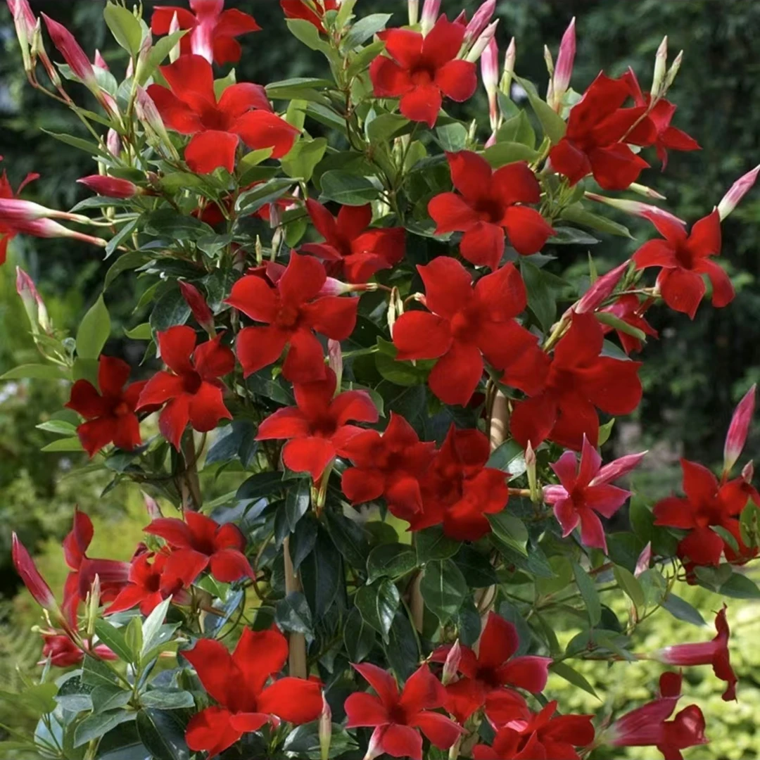 富贵红 粉色飘香藤/红双喜飘香藤盆栽花苗耐热丰花爬藤植物
