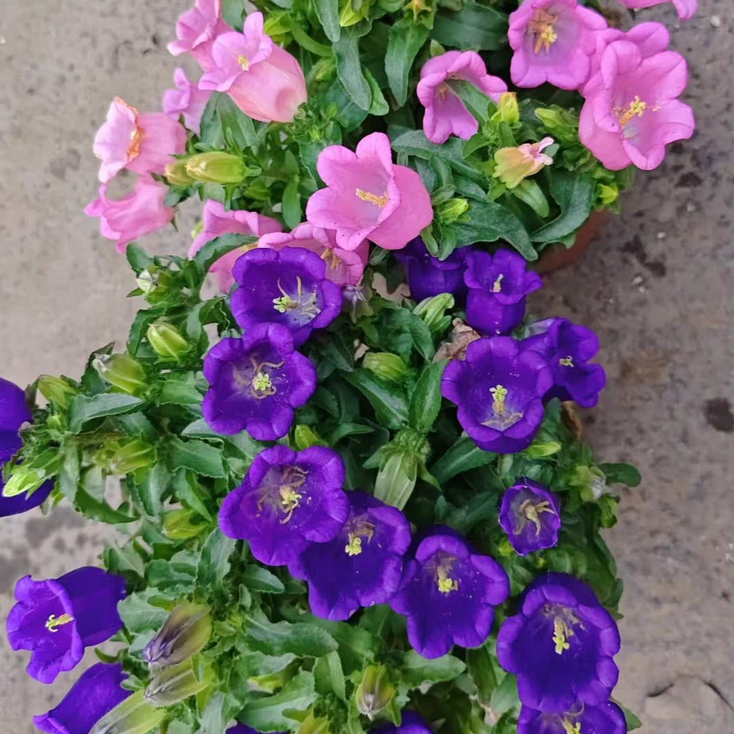 新品大花风铃草150酒杯风铃盆栽花高端阳台庭院丰花植物