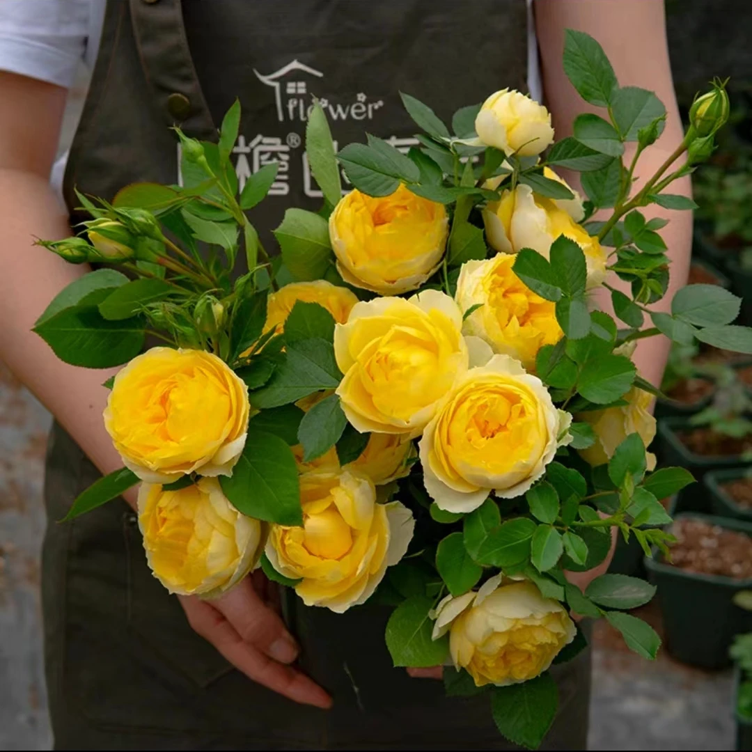 金丝雀月季盆栽花苗阳台庭院丰花微型月季