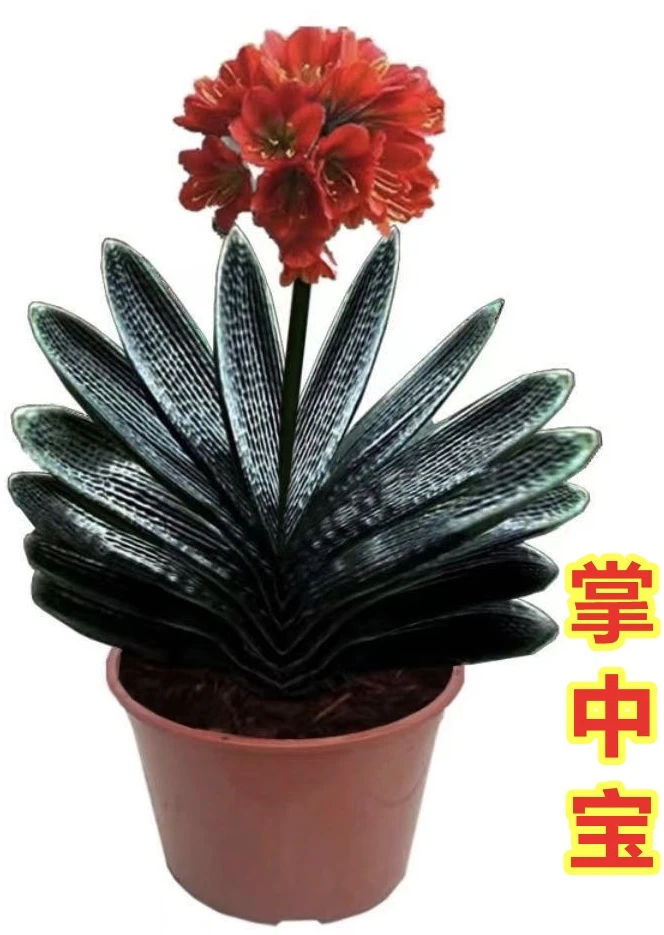 君子兰新座王1-4片叶