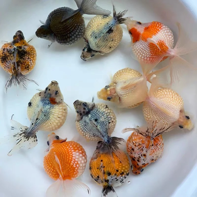 红牌50-100观赏鱼金鱼活鱼