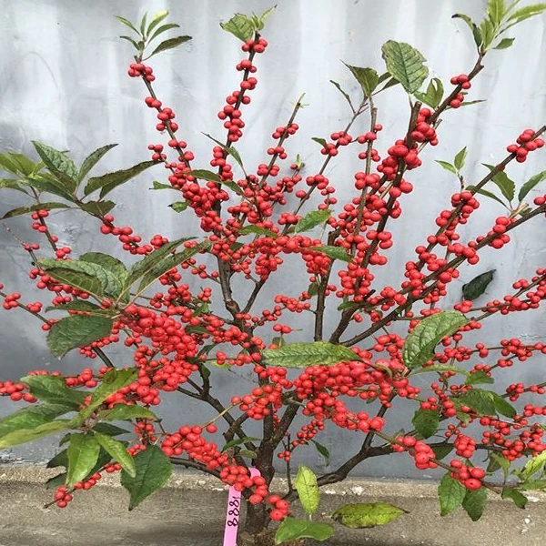 造型北美东青盆景，直播间选品。寓意旺财.喜庆