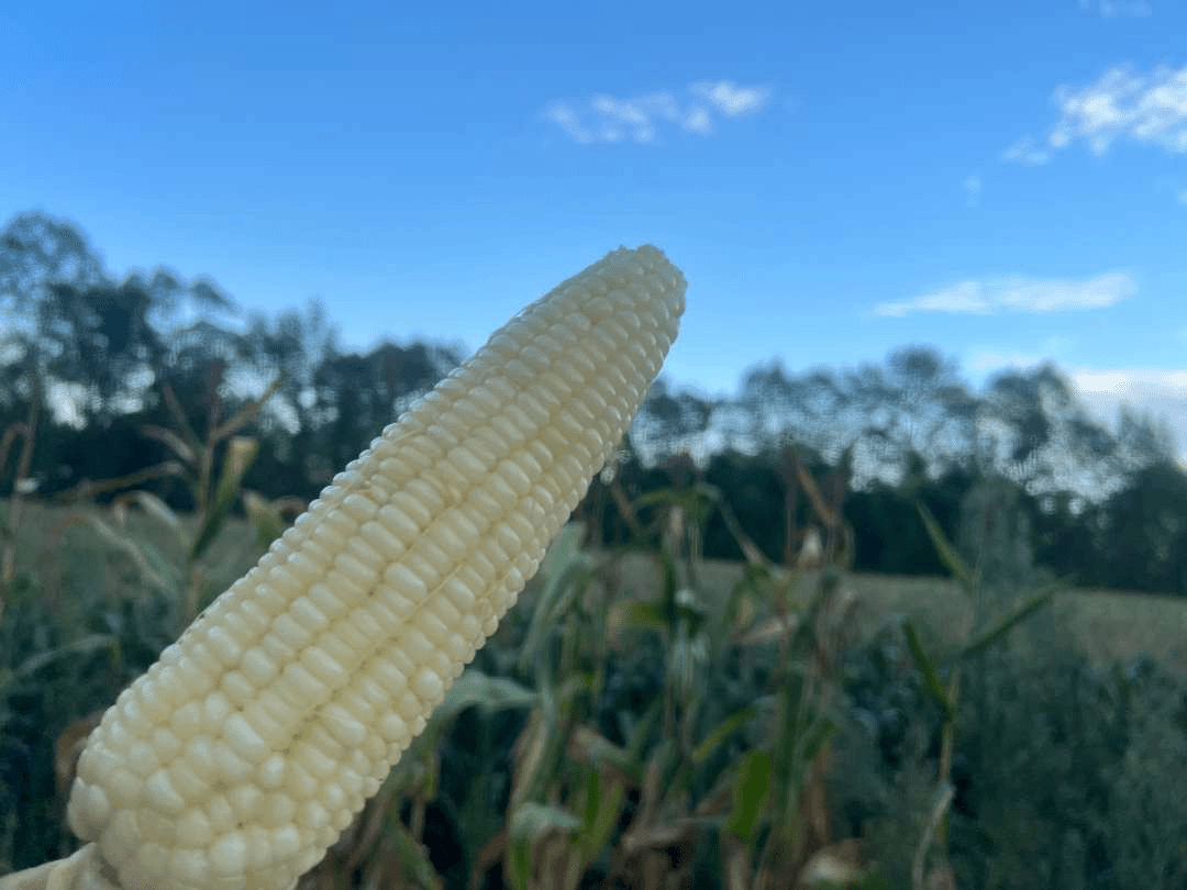 928糯玉米（10斤）