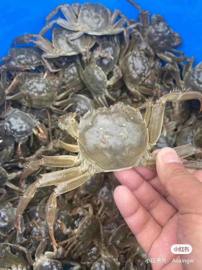 168规格大闸蟹（10只装）