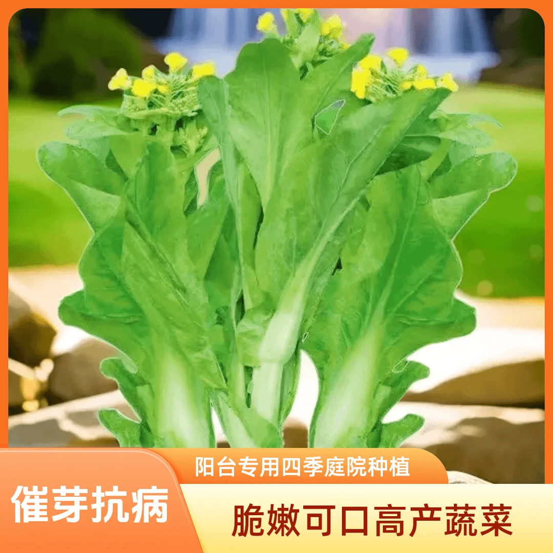 C白菜苔种子阳台专用四季庭院种植脆嫩可口高产蔬菜小白菜种子