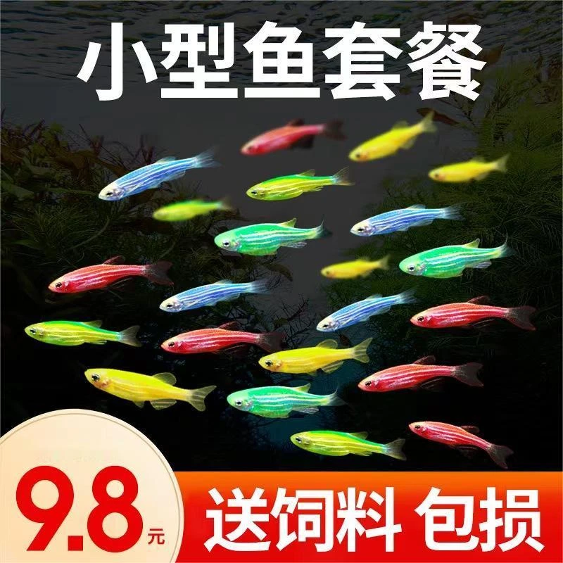 荧光斑马鱼包邮热带观赏小鱼红绿灯鱼小型活鱼冷水鱼淡水耐活好养