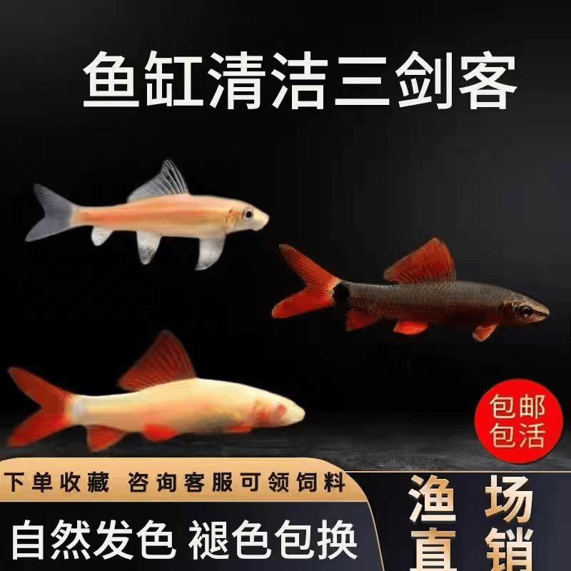 金苔鼠热带淡水鱼缸清洁鱼好养除藻清鱼粪垃圾观赏鱼鲨鱼青苔鼠