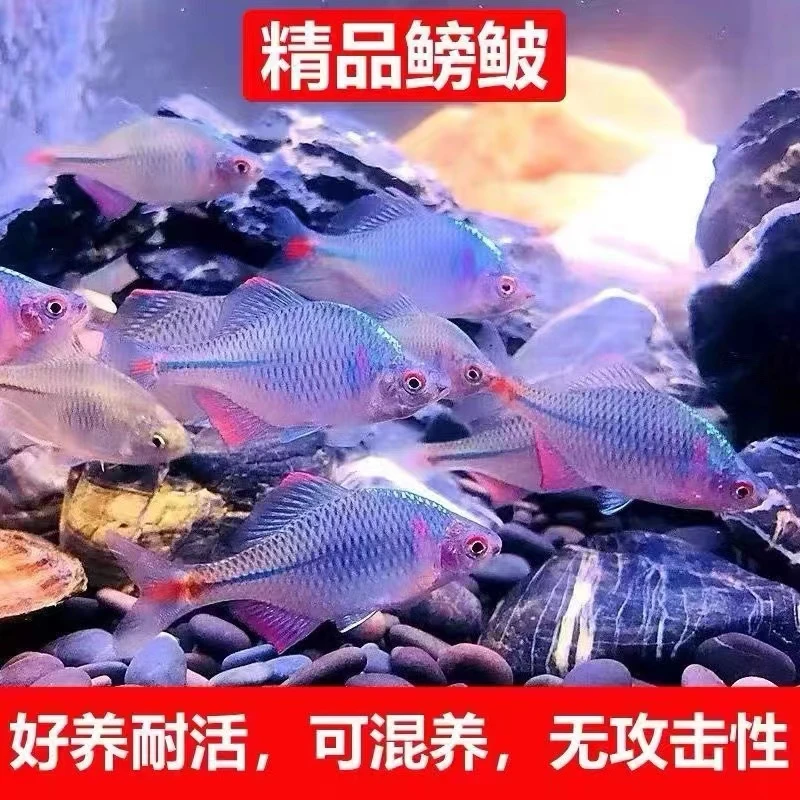 鳑鲏鱼观赏鱼冷水鱼原生鱼七彩鳑鲏鱼高体旁皮活体小型淡水鱼好养