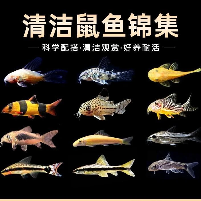 金苔鼠鱼清道夫热带观赏鱼缸除藻吃粪便垃圾清洁鱼工具鱼