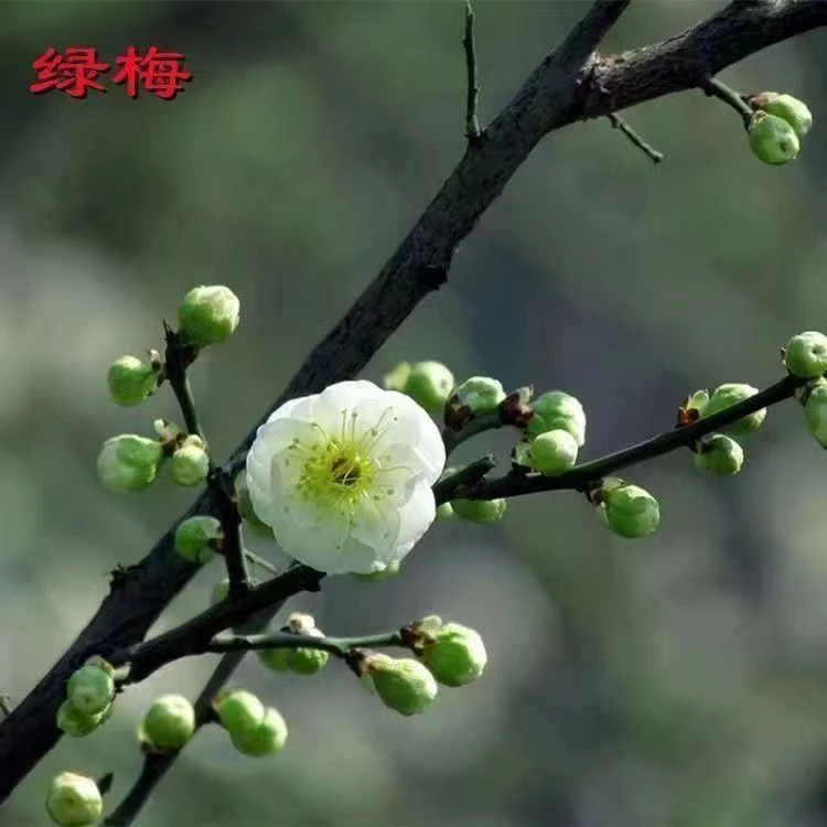 【绿梅】耐寒原生树桩盆栽浓香绿萼梅阳台庭院花卉植物室内外四季